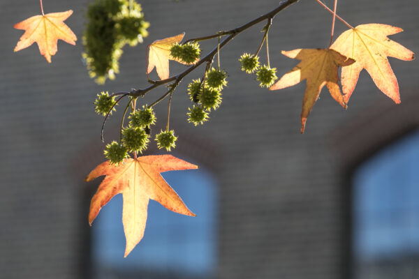Autumn leaves, near the German Gym at King's Cross