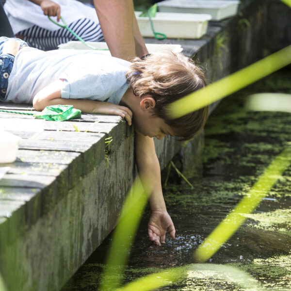 Boy pond dipping at Camley Street Natural Park, King's Cross