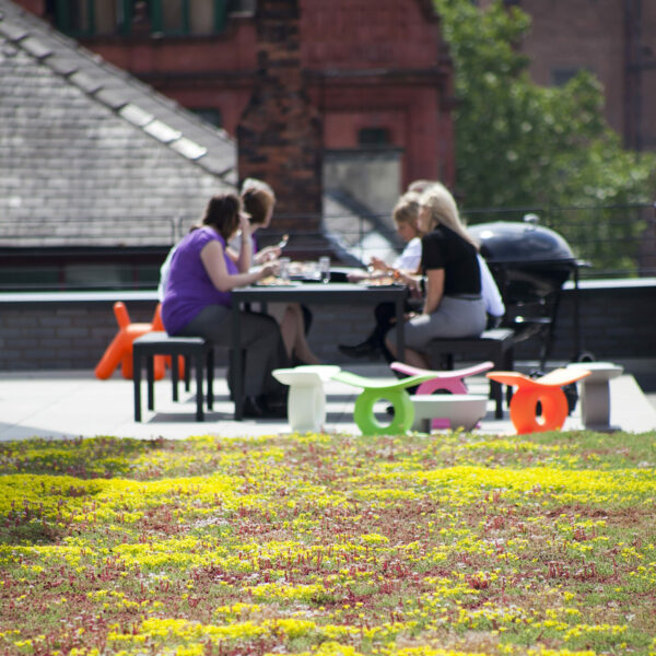 The Hive green roof, Manchester